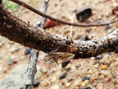 Parapoynx fluctuosalis