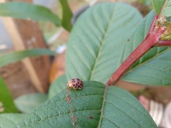 Henosepilachna vigintioctopunctata