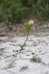 Asclepias curtissii