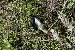 Colobus caudatus