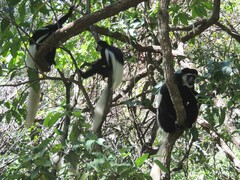 Colobus caudatus