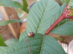 Henosepilachna vigintioctopunctata