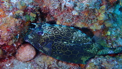 Acanthostracion polygonium