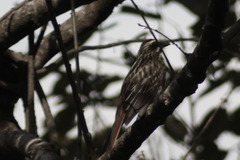 Myiodynastes maculatus