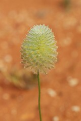 Ptilotus xerophilus
