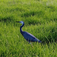 Egretta novaehollandiae novaehollandiae