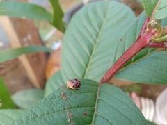 Henosepilachna vigintioctopunctata