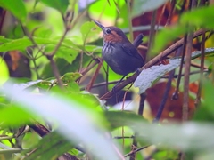 Microbates cinereiventris