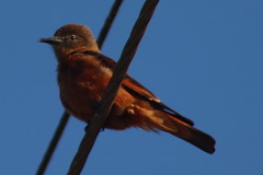 Hirundinea ferruginea