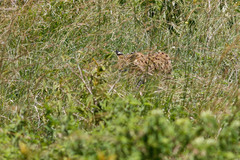 Leptailurus serval lipostictus