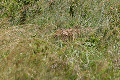 Leptailurus serval lipostictus