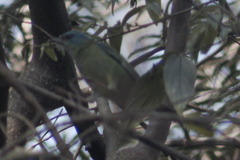 Dacnis cayana