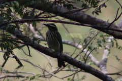 Myiodynastes maculatus