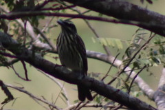 Myiodynastes maculatus