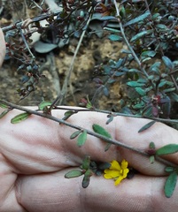 Hibbertia empetrifolia