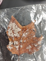 Erysiphe liriodendri