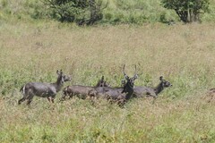 Kobus ellipsiprymnus