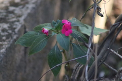Impatiens walleriana