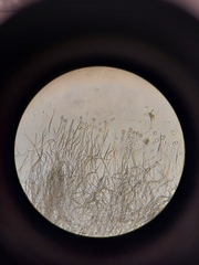 Erysiphe liriodendri