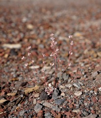 Eriogonum vimineum