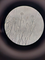 Erysiphe liriodendri