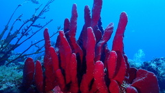 Amphimedon compressa