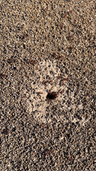 Pogonomyrmex barbatus