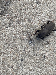 Sphenophorus coesifrons