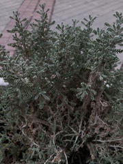 Santolina chamaecyparissus