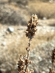 Salvia apiana