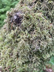 Kindbergia oregana