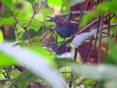 Microbates cinereiventris