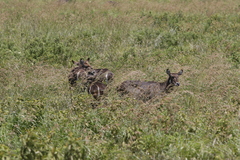 Kobus ellipsiprymnus