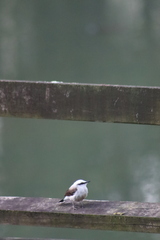 Fluvicola nengeta
