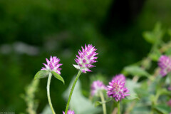 Gomphrena