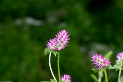 Gomphrena