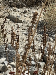 Salvia apiana