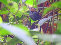 Microbates cinereiventris