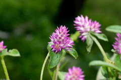 Gomphrena
