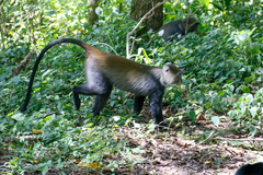Cercopithecus mitis albogularis