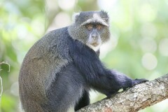 Cercopithecus mitis albogularis