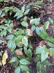Prosartes smithii