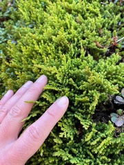 Juniperus horizontalis