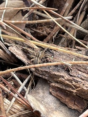 Pardosa