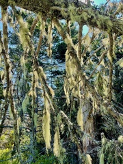 Usnea trichodea