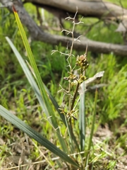 Dianella caerulea