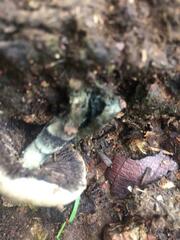 Psilocybe cubensis