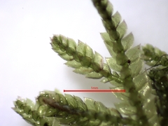 Dendrohypopterygium filiculiforme