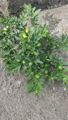 Solanum pseudocapsicum image