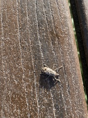 Orthorhinus